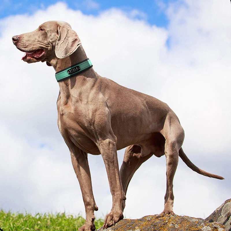 Personalized Reflective Dog Collar with Detachable Name Tag Soft Neoprene Padded Adjustable Nylon Collar for Dogs Pet Pitbulls