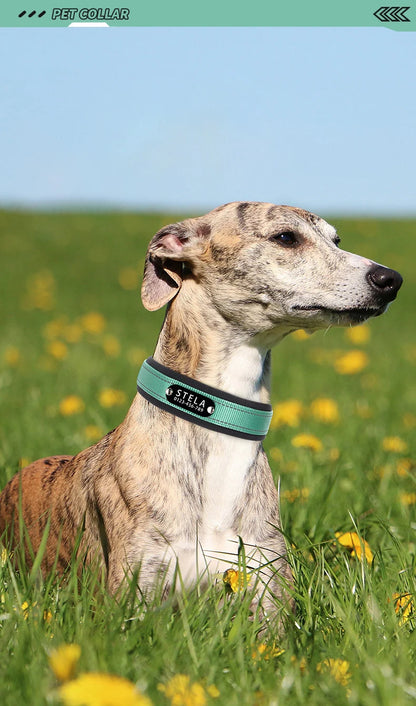 Personalized Reflective Dog Collar with Detachable Name Tag Soft Neoprene Padded Adjustable Nylon Collar for Dogs Pet Pitbulls